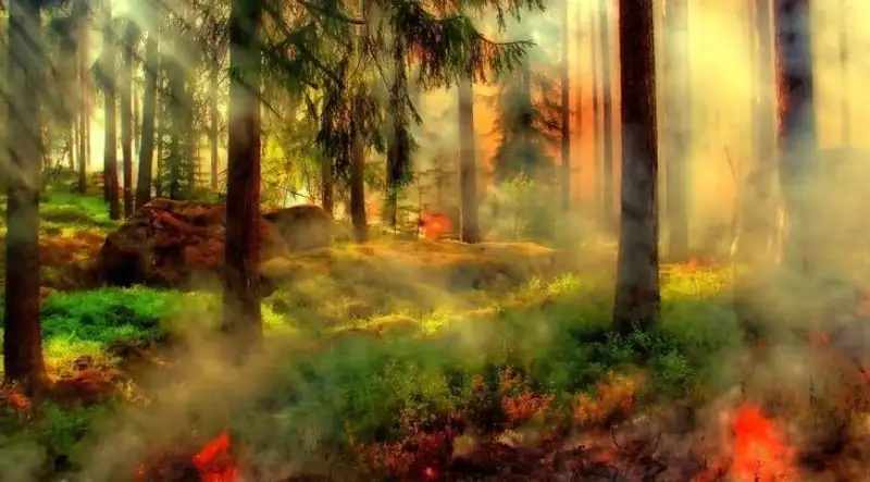 Площадь лесных пожаров в Канаде превысила 16 млн гектаров