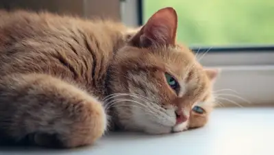 Pixabay, фото - Новости Zakon.kz от 17.07.2019 23:04