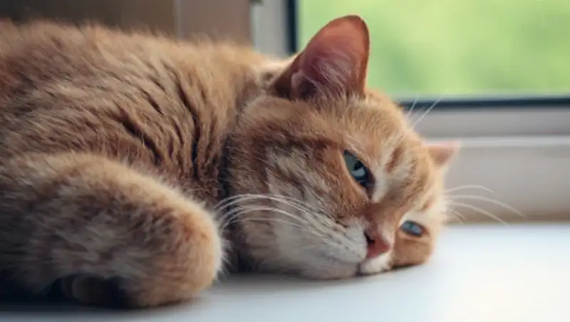 45 градусов жары. Количество вызовов скорой выросло в разы