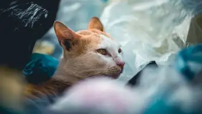 pixabay, фото - Новости Zakon.kz от 05.03.2021 07:36