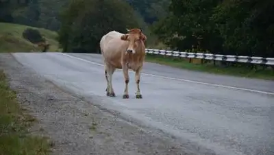 PxHere, фото - Новости Zakon.kz от 19.10.2021 00:12