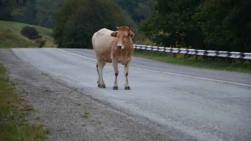 Штрафстоянка для животных появилась в Нур-Султане
