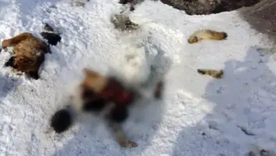 Zakon.kz, фото - Новости Zakon.kz от 28.02.2017 21:33