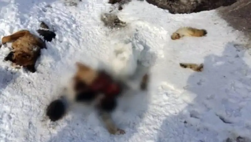 В Усть-Каменогорске нашли расчлененные трупы собак 