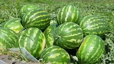 Zakon.kz, фото - Новости Zakon.kz от 20.07.2017 21:43