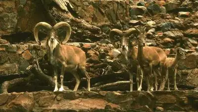 Википедия, фото - Новости Zakon.kz от 25.04.2021 16:21