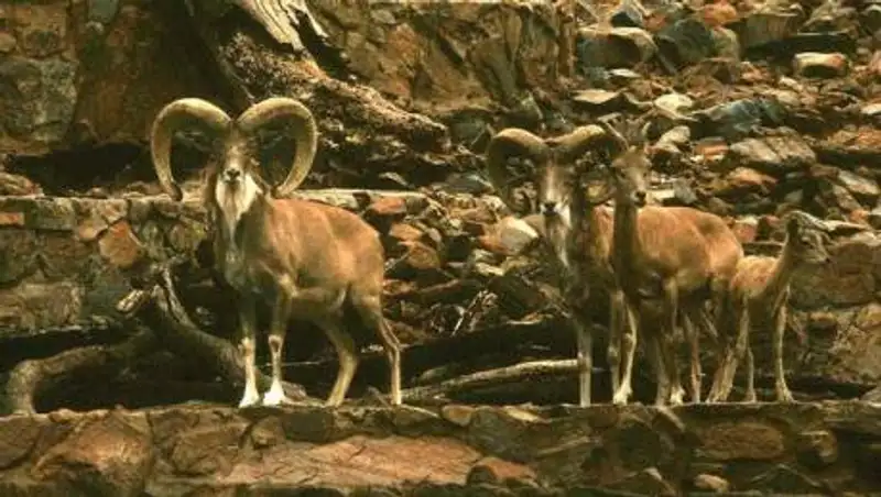 Автор видео с фламинго снял уриалов в Мангистауской области