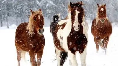 Zakon.kz, фото - Новости Zakon.kz от 29.03.2016 14:12