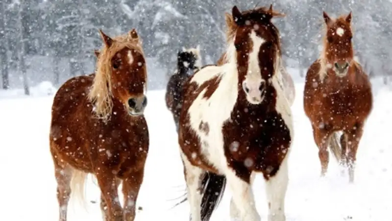 В Павлодарской области табун лошадей нашли замерзшим во льду озера
