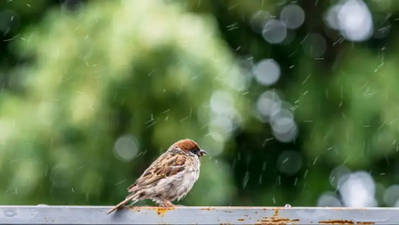 Казахстанцев ждет дождливое воскресенье