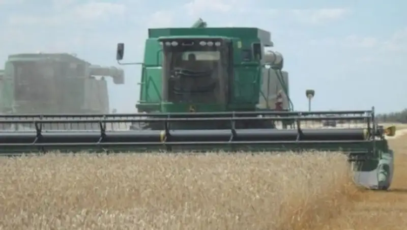 В ЗКО аномальная жара втрое снизила урожай