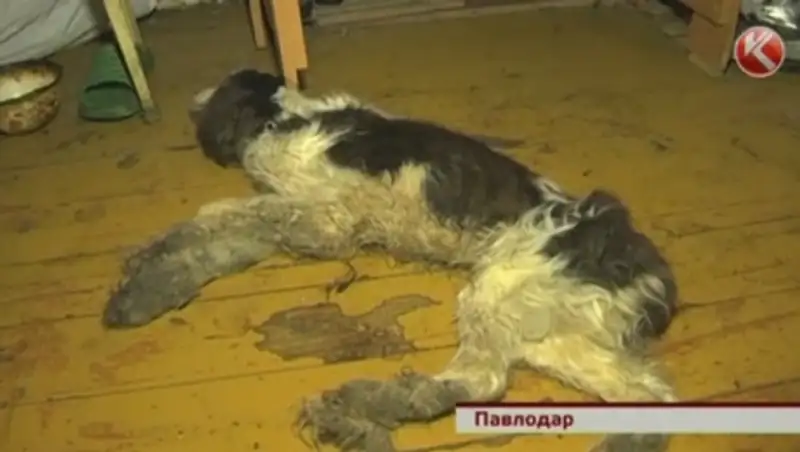 Павлодарцы спасали собаку, которая целый месяц умирала в одной из многоэтажек