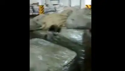 кадр из видео, фото - Новости Zakon.kz от 17.01.2020 16:36