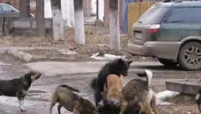 Zakon.kz, фото - Новости Zakon.kz от 27.05.2017 22:13