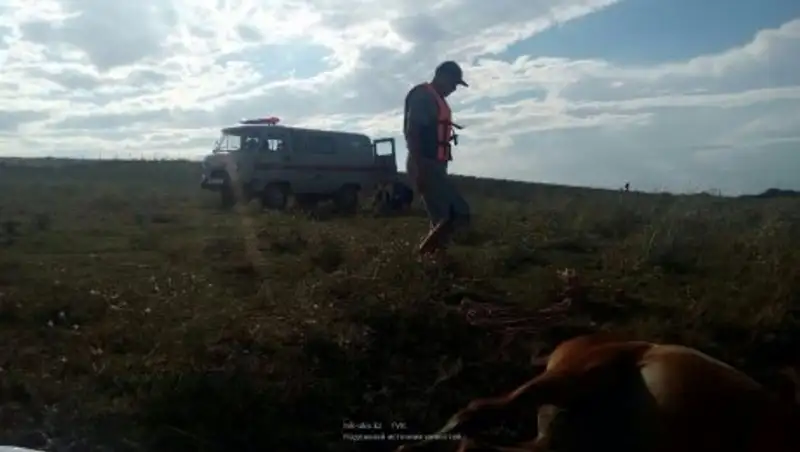 В ЮКО в наводнении погиб табун лошадей