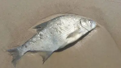 pxhere.com, фото - Новости Zakon.kz от 15.04.2019 14:19