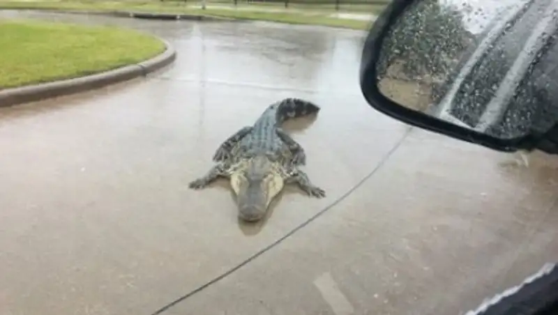 В сети показали последствия обрушившегося на Техас урагана «Харви»