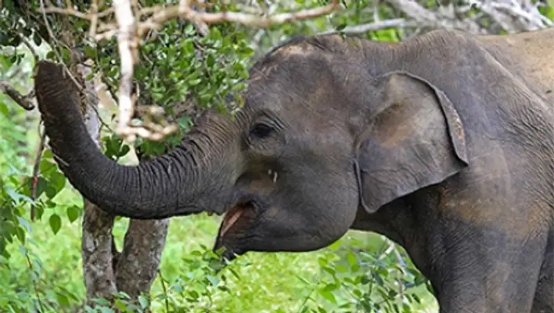 На Шри-Ланке слон затоптал журналиста