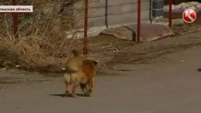 Zakon.kz, фото - Новости Zakon.kz от 02.03.2017 04:56