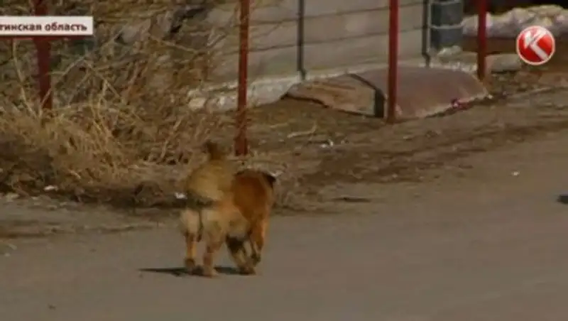 Жители Алматинской области стали свидетелями уничтожения бродячих собак