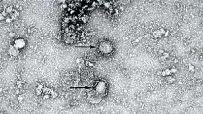 nmdc.cn, фото - Новости Zakon.kz от 24.01.2020 21:50