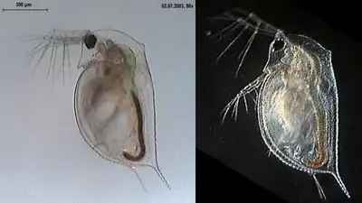 водная блоха, фото - Новости Zakon.kz от 27.09.2023 14:37