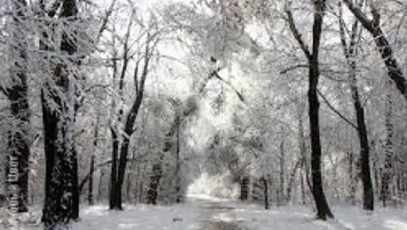 Природный парк Роща Баума в Алматы пришел в запустение