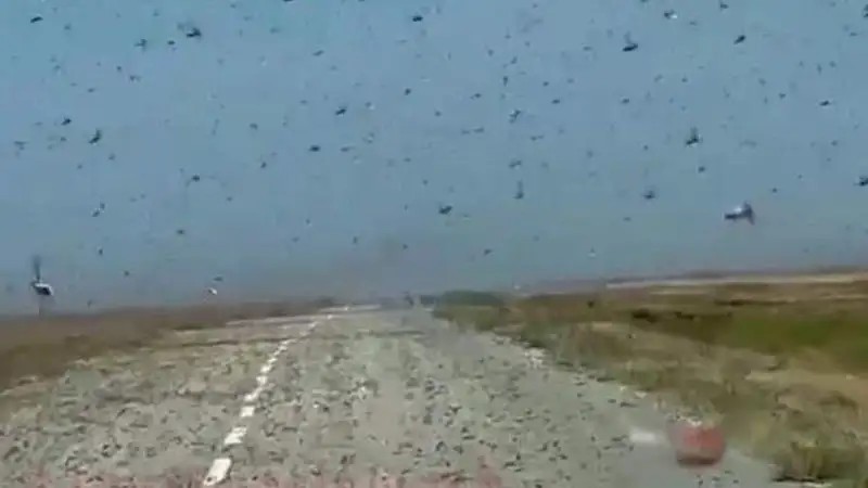 Саранча атакует поля Костанайской области