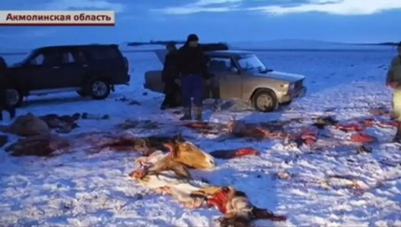 Неизвестные открыли стрельбу по табуну лошадей