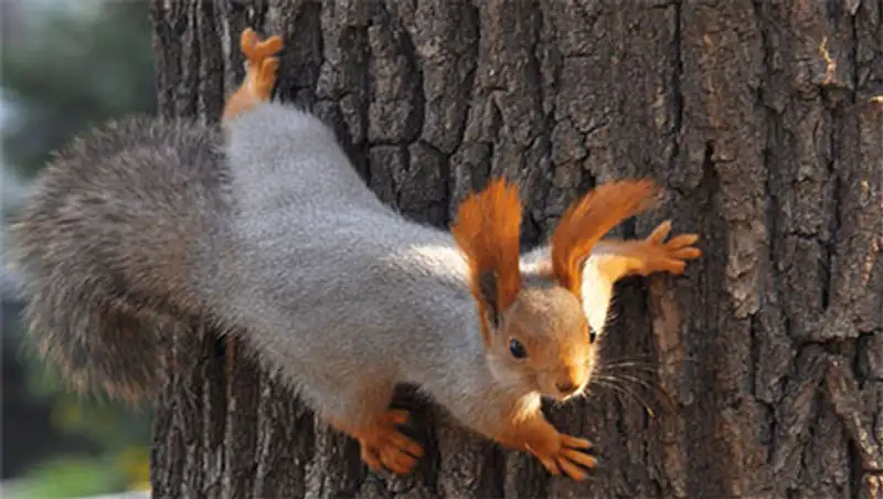 В Алматы в рамках общегородского субботника на волю отпустят 10 белок и фазанов