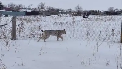 комментарий, фото - Новости Zakon.kz от 18.02.2022 17:50