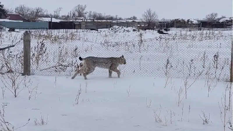 Дикую рысь сняли на видео в селе Акмолинской области