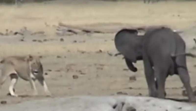 Туристы засняли на видео смертельную схватку слоненка со львами