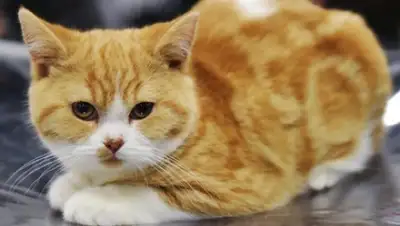 Zakon.kz, фото - Новости Zakon.kz от 12.12.2016 02:18