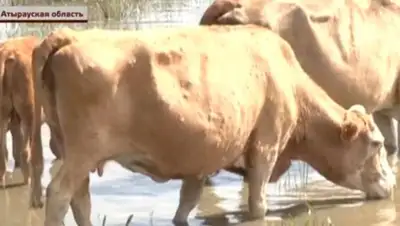 Zakon.kz, фото - Новости Zakon.kz от 22.07.2016 13:18