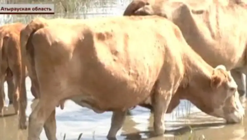 Ветеринары не знают, почему в Атырауской области десятками гибнет скот
