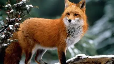 Zakon.kz, фото - Новости Zakon.kz от 14.11.2017 08:06