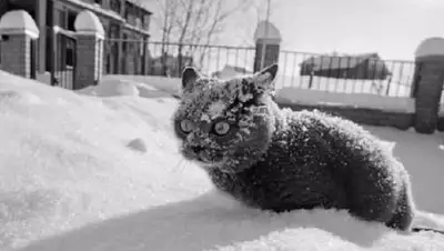 Фото: ICTV, фото - Новости Zakon.kz от 11.12.2017 09:31