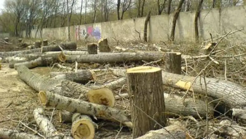 Невыгодно и даже опасно станет рубить деревья в Казахстане