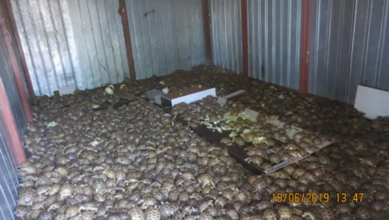 В Россию из Казахстана пытались ввезти более четырех тысяч черепах под видом капусты