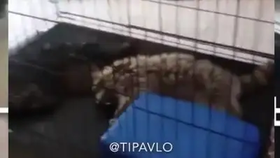 Zakon.kz, фото - Новости Zakon.kz от 20.12.2017 16:51