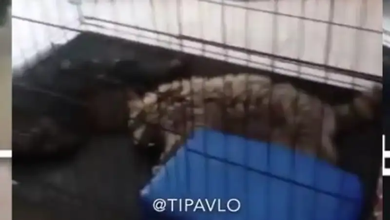 Полиция проводит проверку по факту гибели животных в контактном зоопарке