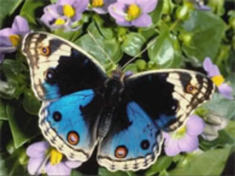В Караганде открылась выставка тропических бабочек , фото - Новости Zakon.kz от 04.01.2012 17:53