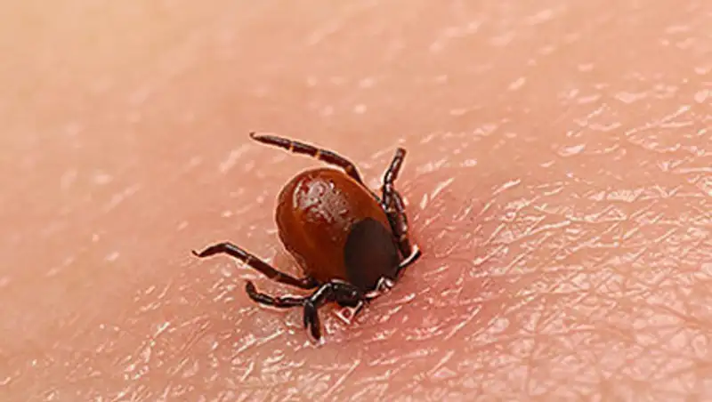 Как защититься от клещей