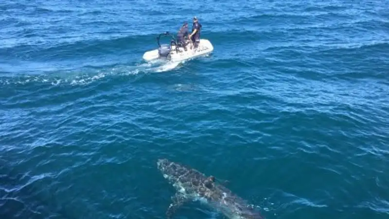 Большая белая акула погналась за полицейскими на моторной лодке