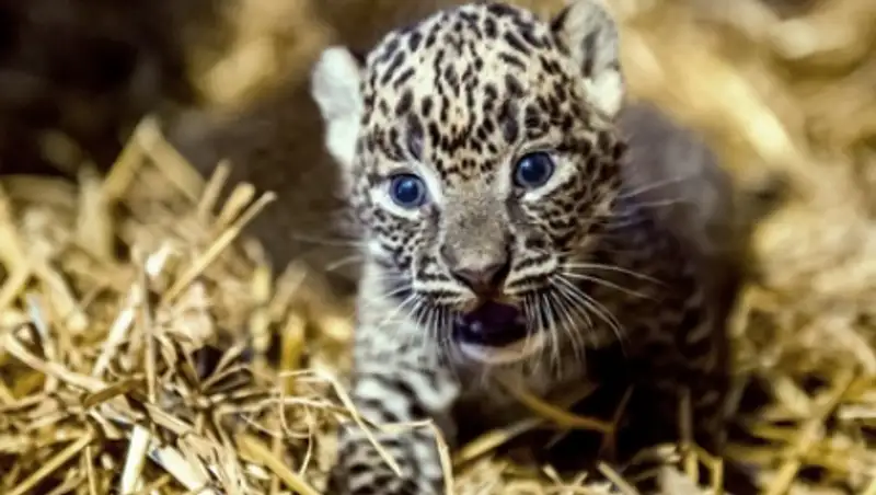 В Домодедово задержали груз с леопардом и крокодилами