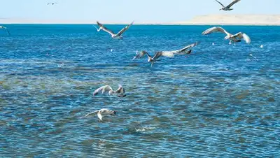 Пресс-служба акима Кызылординской области, фото - Новости Zakon.kz от 27.03.2018 10:02