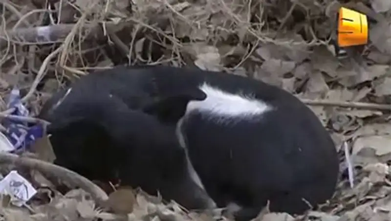 В Казахстане участились случаи нападения бездомных животных на людей