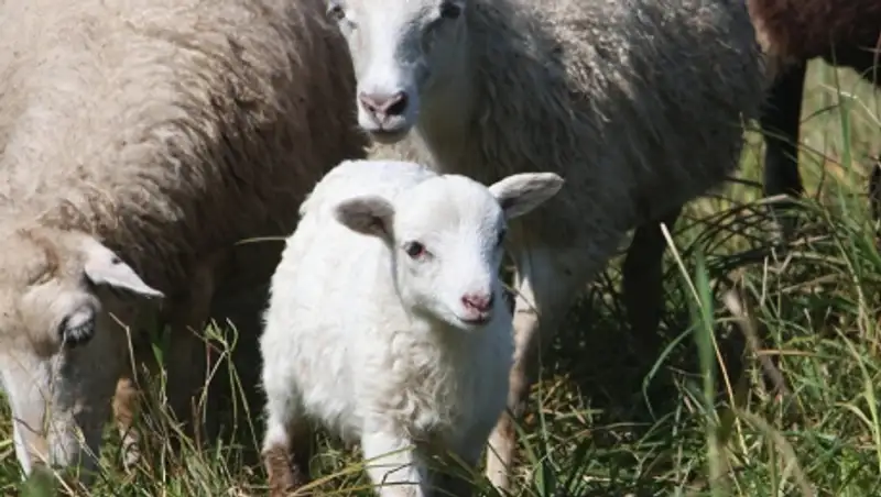 Владельцам павших овец в Кызылординской области выплатили свыше Т22 млн