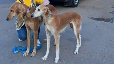 Казахские тазы впервые поедут на международную выставку в Женеве, фото - Новости Zakon.kz от 15.08.2023 17:30